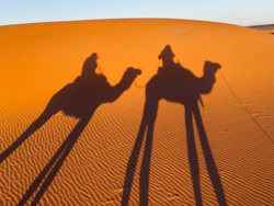 Shadows of two camels in Merzouga Desert