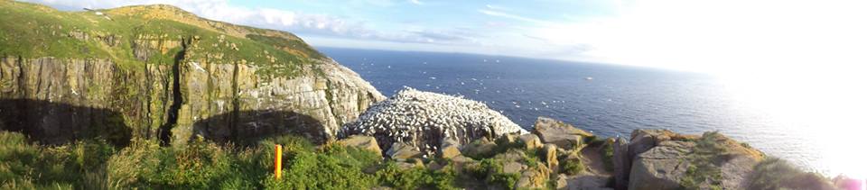 St. Mary's Ecological Reserve Newfoundland, with cliffs covered in green grass and thousands of white birds overlooking the ocean
