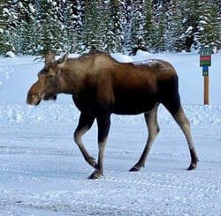 Moose walking on snowy road