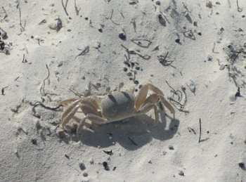 Crab hiding in the sand
