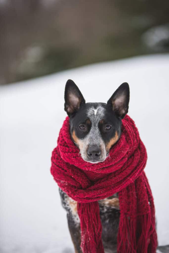 Dog wearing red winter scarf with snow in background