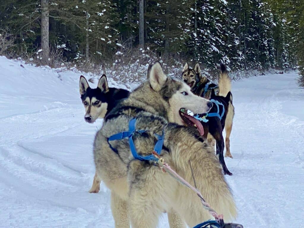Dog sledding team with snowy trail and pine trees
