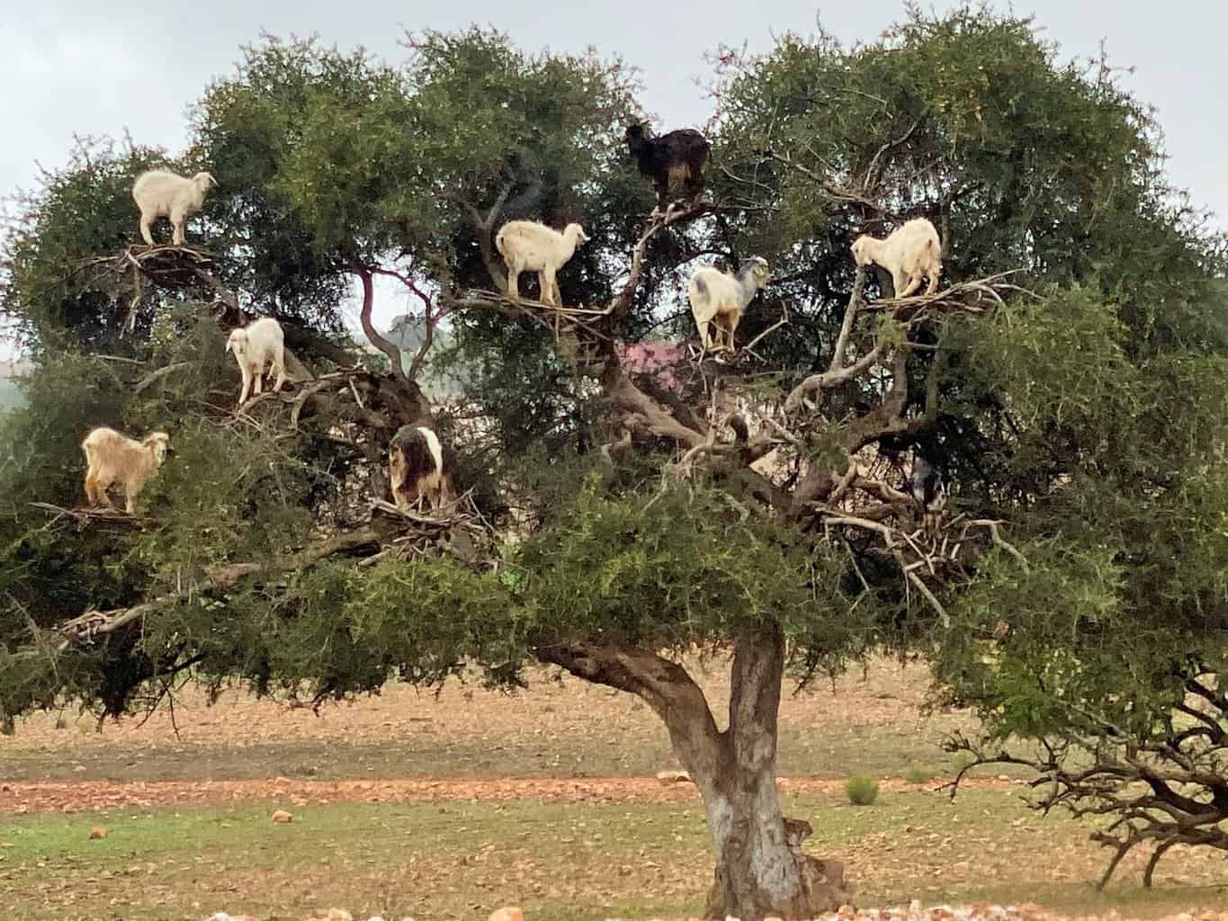 Goats in tree on the road to Essaouira
