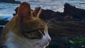 Essaouira cat at sunset in front of the sea