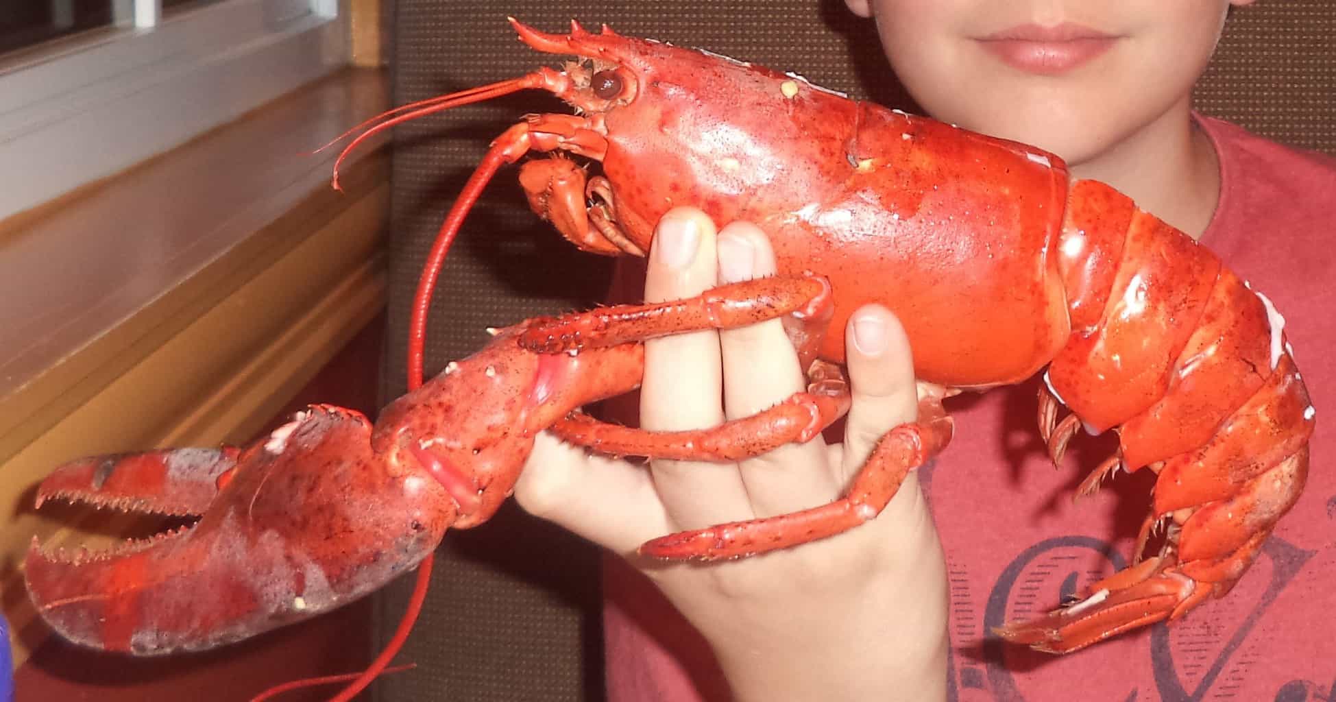 Boy holding red maritime Atlantic lobster