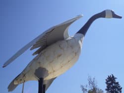 Wawa Canada Goose statue