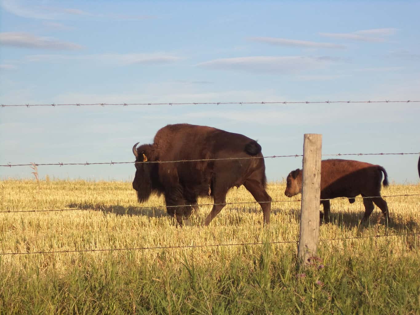 Bison Roaming the Prairies in Saskatchewan and Alberta