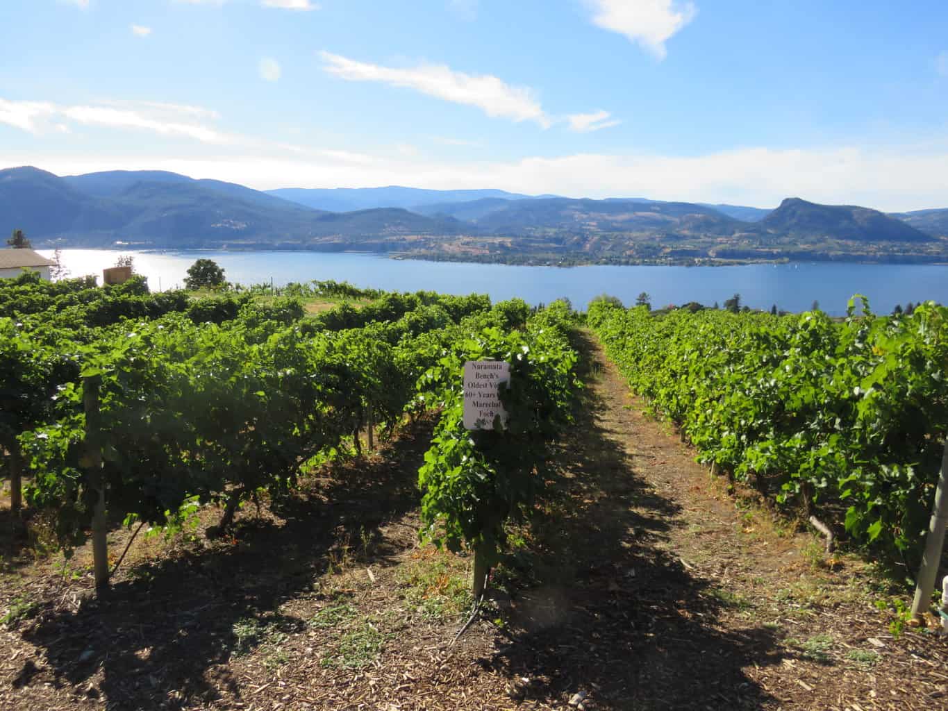 Naramata Bench vines with grapes growing in rows in front of the Okanagan Lake