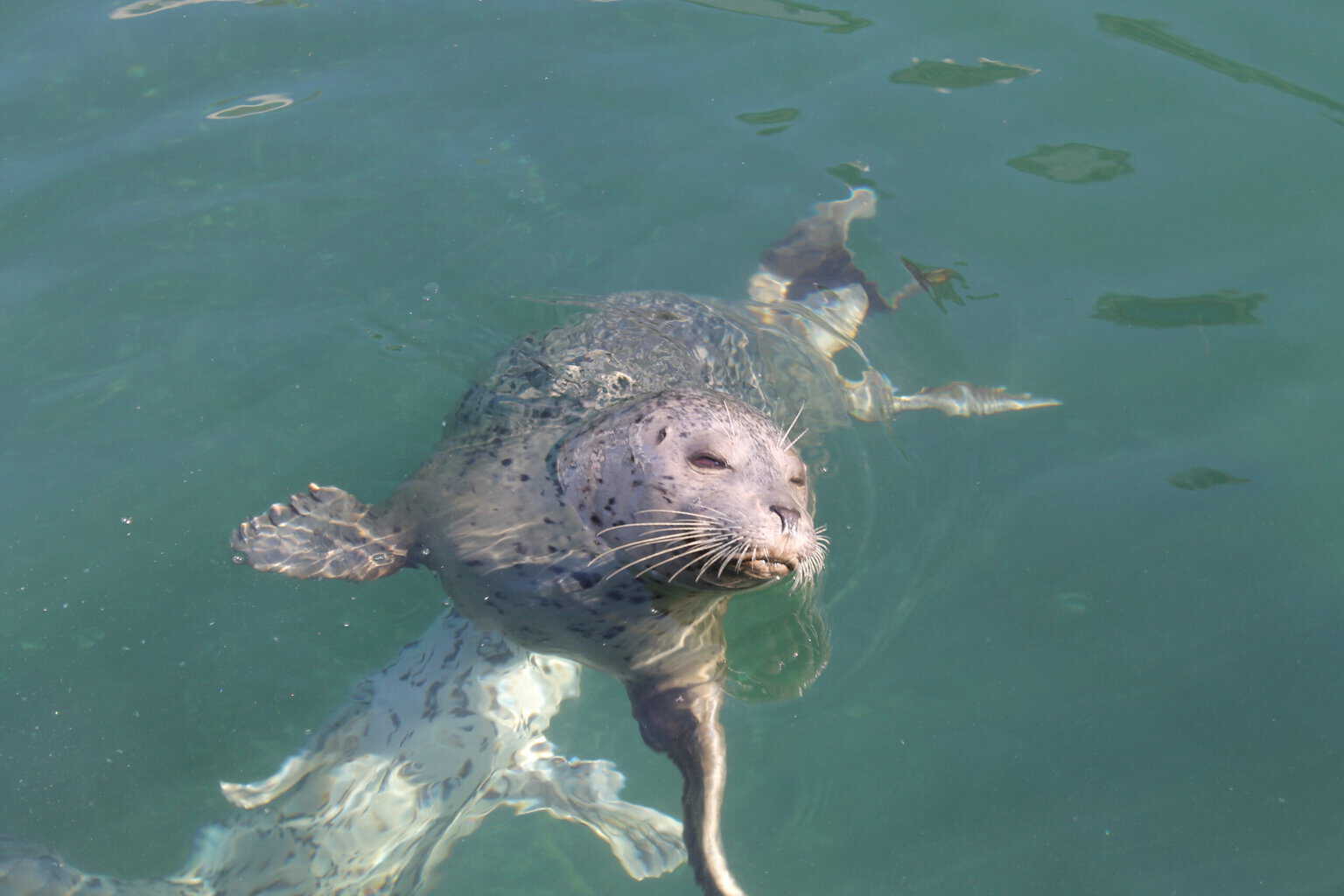 Seal with head poking out of the green ocean water in Victoria British Columbia