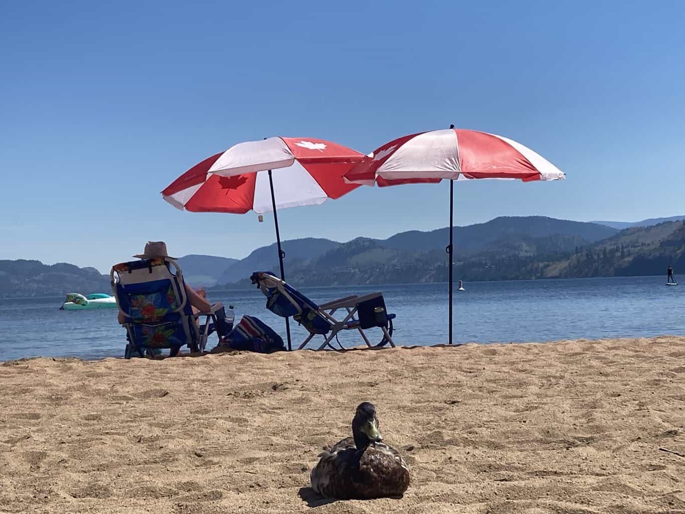 Lake and beach on Skaha Lake British Columbia with lawn chairs, red and white striped umbrellas and a mallard duck sitting on the sand